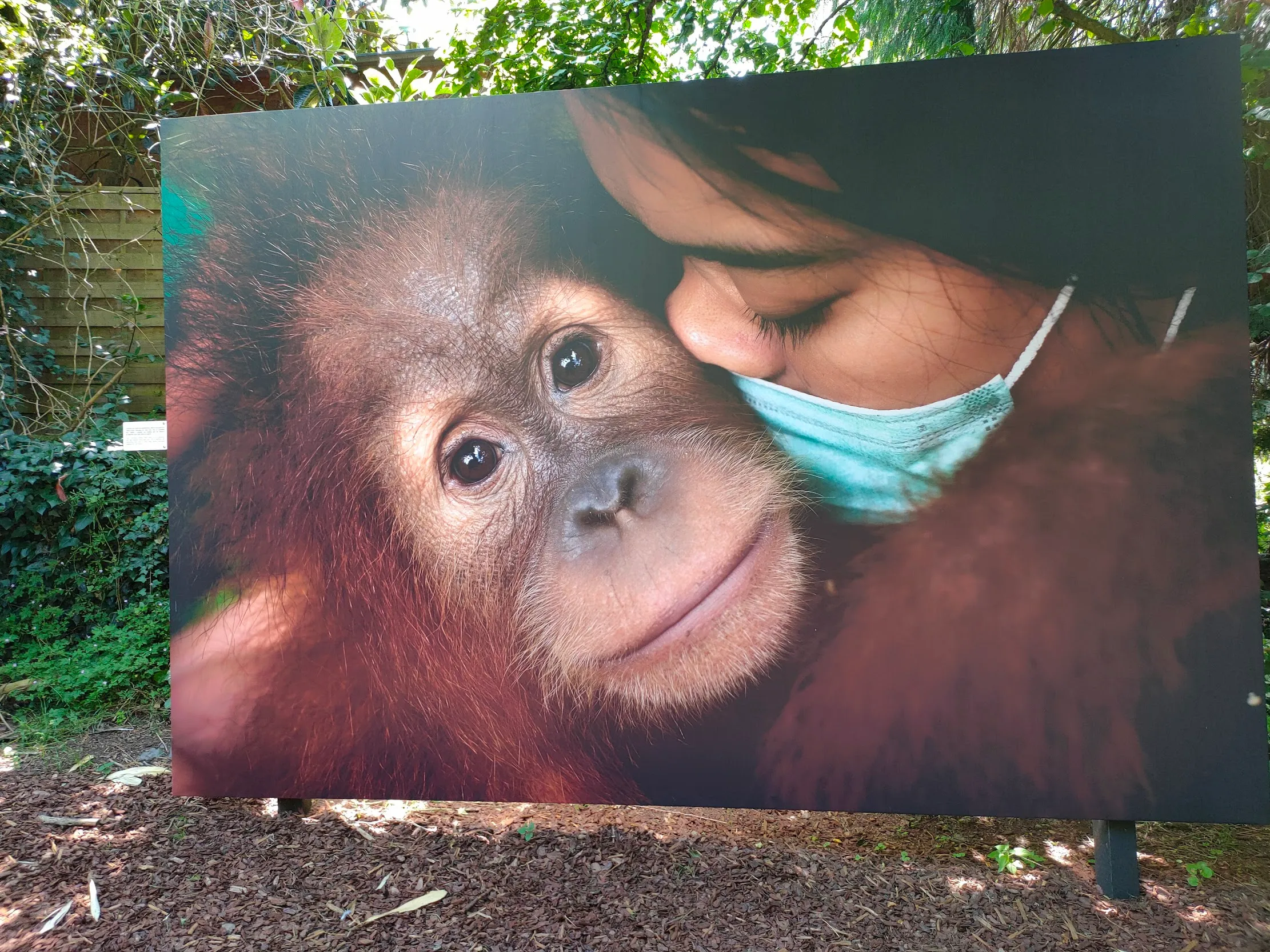 Alain Schroeder - Sauver les orangs-outans